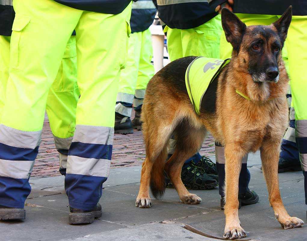 Service dog in vest among workers in high vis gear