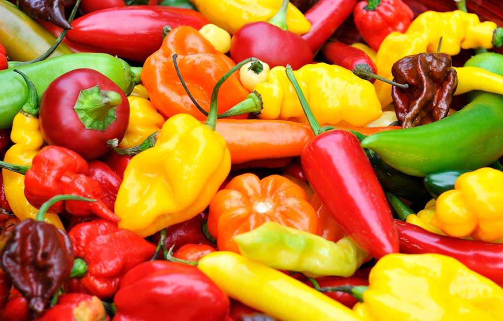 A variety of colorful peppers and chilies arranged together