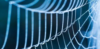 Close-up of a spider web adorned with dew drops against a blue background