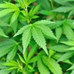 Alcohol Lobby CRUSHES Legal Weed Drinks Close-up of vibrant green cannabis leaves