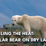 Polar Bears STARVING — What Activists Left Out Young polar bear suffering on the heating Arctic | AI