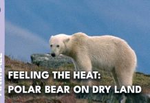Polar Bears STARVING — What Activists Left Out Young polar bear suffering on the heating Arctic | AI
