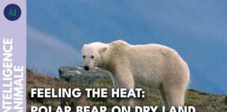 Young polar bear suffering on the heating Arctic | AI