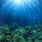 Ocean’s Quiet Answer to Hunger Underwater view showing sunlight rays penetrating the ocean surface with bubbles rising