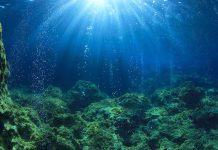 Ocean’s Quiet Answer to Hunger Underwater view showing sunlight rays penetrating the ocean surface with bubbles rising