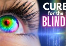 Elon Musk’s Brain Implant Bet Elon Musk's Neuralink Will Restore Vision