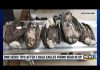 5 Dead Eagles Trigger Manhunt