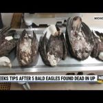 5 Dead Eagles Trigger Manhunt