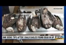 5 Dead Eagles Trigger Manhunt 5 Dead Eagles Trigger Manhunt