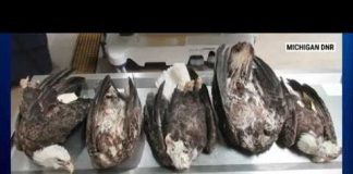 5 Dead Eagles Trigger Manhunt