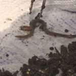 Jumping Worms RAVAGE California—Government Admits Defeat