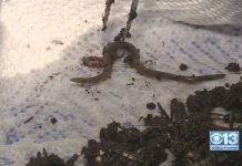 Jumping Worms RAVAGE California—Government Admits Defeat Jumping Worms RAVAGE California—Government Admits Defeat