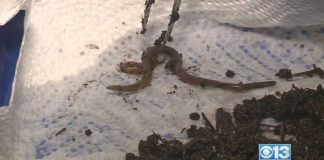 Jumping Worms RAVAGE California—Government Admits Defeat