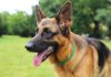 Close-up of a German Shepherd dog with a happy expression in a grassy area