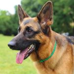 Close-up of a German Shepherd dog with a happy expression in a grassy area
