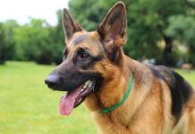 BARBARIC Attack: Dog Stabbed Then Burned ALIVE Close-up of a German Shepherd dog with a happy expression in a grassy area