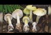 Mushroom MAYHEM: Deadly Spores Strike California California officials see rise of mushroom-poisoning cases