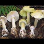Mushroom MAYHEM: Deadly Spores Strike California California officials see rise of mushroom-poisoning cases