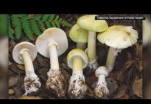 Mushroom MAYHEM: Deadly Spores Strike California California officials see rise of mushroom-poisoning cases