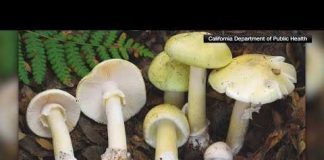 Mushroom MAYHEM: Deadly Spores Strike California California officials see rise of mushroom-poisoning cases