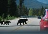 Drought Pushes BEARS Downtown Bear with two cubs crossing a mountain road near a red car