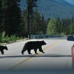 Drought Pushes BEARS Downtown Bear with two cubs crossing a mountain road near a red car