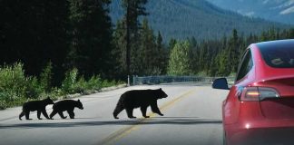 Drought Pushes BEARS Downtown Bear with two cubs crossing a mountain road near a red car