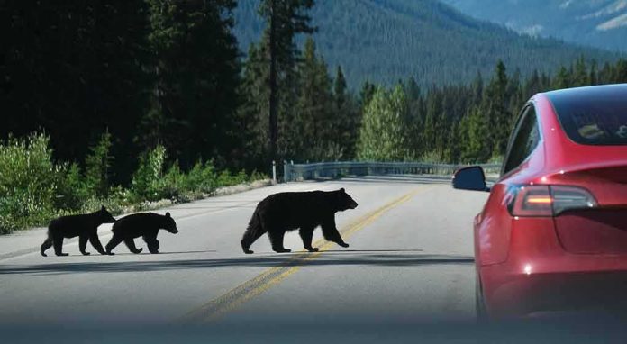 shutterstock_1792795501 Bear with two cubs crossing a mountain road near a red car