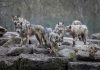 Court Smackdown Upends Wolf Preservation Rules Wolf pack standing on rocky terrain