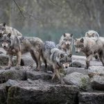 Court Smackdown Upends Wolf Preservation Rules Wolf pack standing on rocky terrain