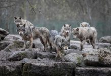 Court Smackdown Upends Wolf Preservation Rules Wolf pack standing on rocky terrain