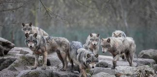 Court Smackdown Upends Wolf Preservation Rules Wolf pack standing on rocky terrain