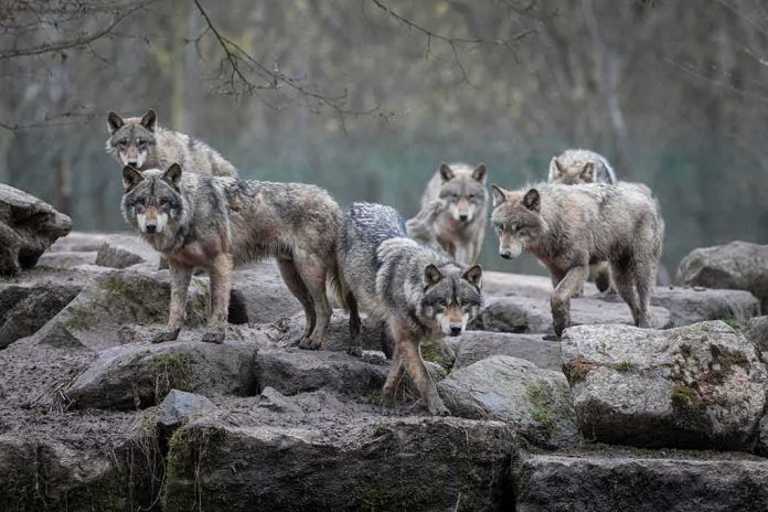 shutterstock_1067081141 Wolf pack standing on rocky terrain
