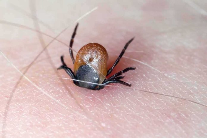 shutterstock_1131615065 Tick embedded in human skin