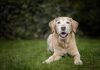 Senior golden retriever lying on grass