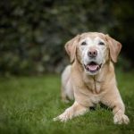Burglary Live-Streamed – Dog Brings Toys Senior golden retriever lying on grass