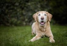 Senior golden retriever lying on grass