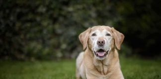 Burglary Live-Streamed – Dog Brings Toys Senior golden retriever lying on grass