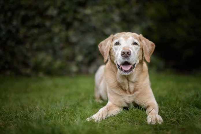 shutterstock_512560690 Senior golden retriever lying on grass