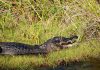 GIANT Alligator Took 4 Years to Catch Alligator resting on grassy bank with mouth slightly open