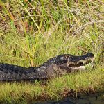 GIANT Alligator Took 4 Years to Catch Alligator resting on grassy bank with mouth slightly open