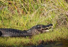 GIANT Alligator Took 4 Years to Catch Alligator resting on grassy bank with mouth slightly open