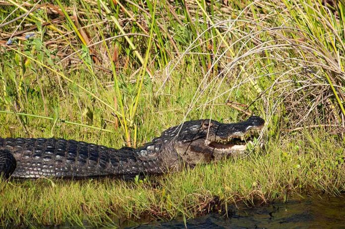 shutterstock_1936121215 Alligator resting on grassy bank with mouth slightly open