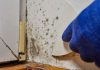 Rare Fungus Now Attacking Americans’ BRAINS Gloved hand scraping mold from wall corner near window frame