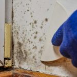 Rare Fungus Now Attacking Americans’ BRAINS Gloved hand scraping mold from wall corner near window frame