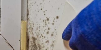 Gloved hand scraping mold from wall corner near window frame