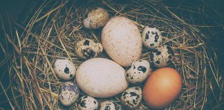 Eggs