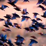 Many birds flying together at dusk.