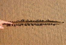 Finger drawing line in wet sand beach