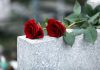 Red roses on a gray stone surface